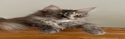 Maine Coon cats for sale: Beautiful TICA Registered Maine Coon Kuttens  - Advert 1