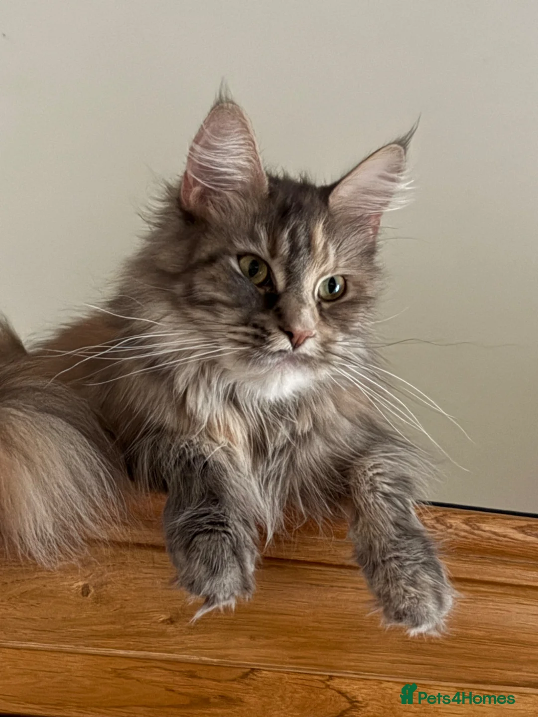 Maine Coon cats for sale: Beautiful TICA Registered Maine Coon Kuttens  - Advert 1