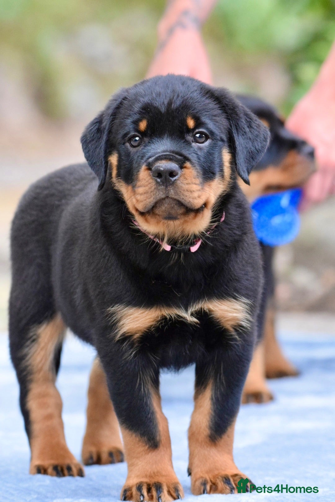 Rottweiler dogs Rottweiler Puppies – Stunning Old School Type - Advert 2