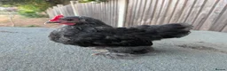Chickens poultry for sale: Pekin cockerels [all taken]  - Advert 3