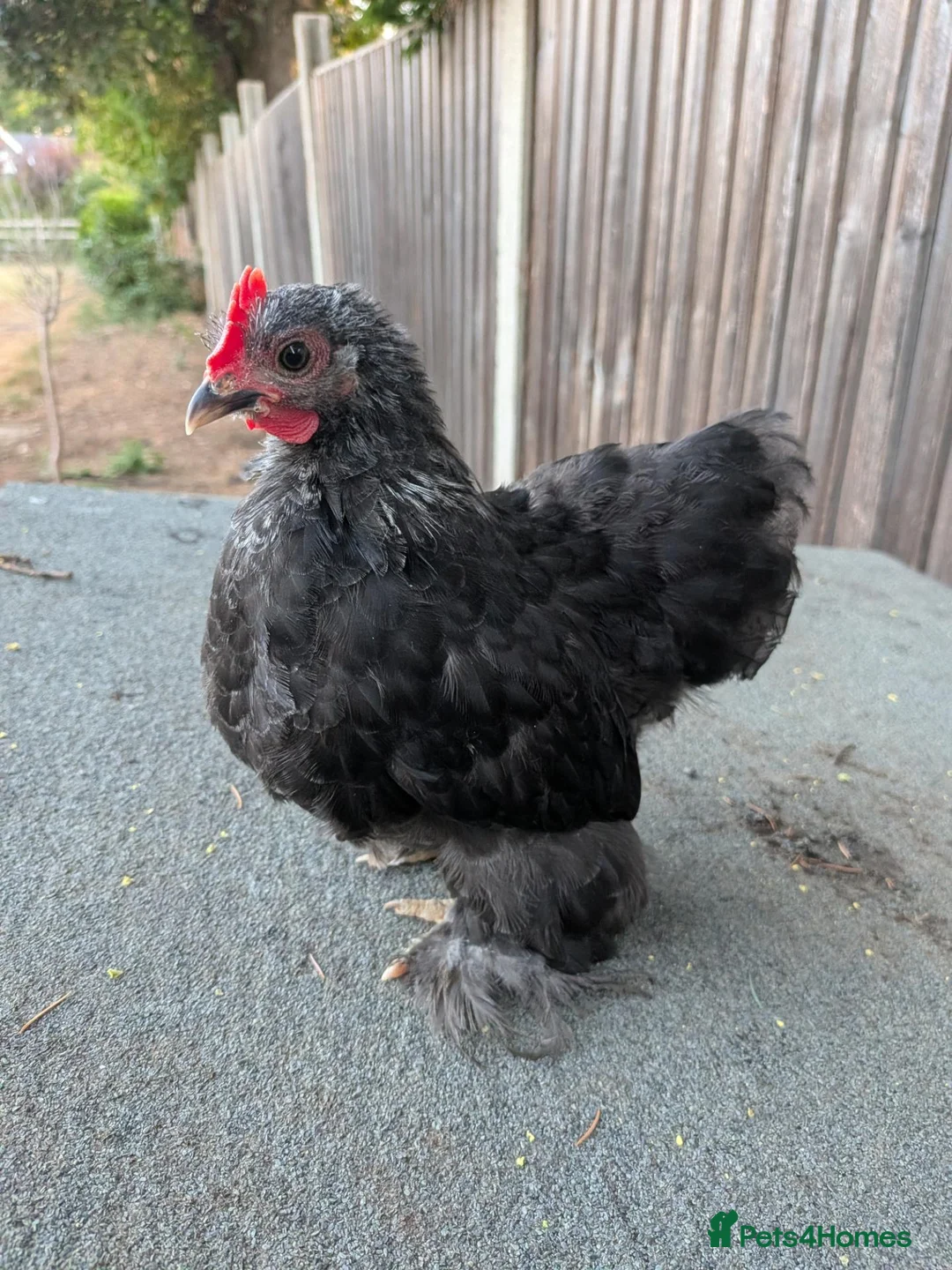 Chickens poultry for sale: Pekin cockerels [all taken]  - Advert 3