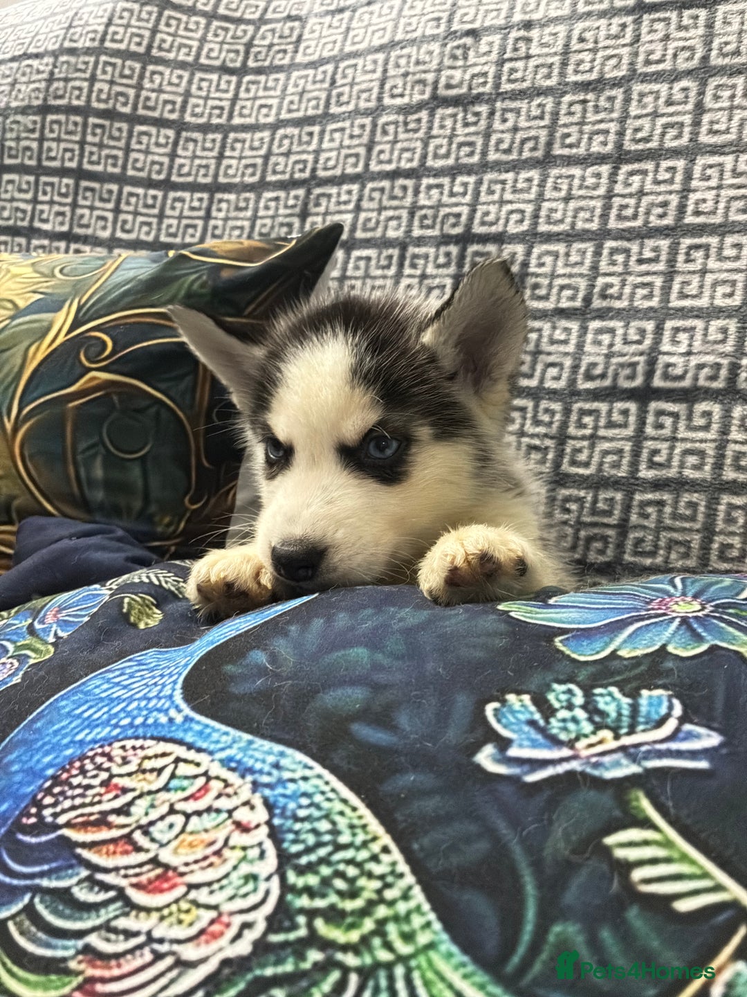 Siberian Husky dogs for sale: Pure Siberian huskies  - Advert 17