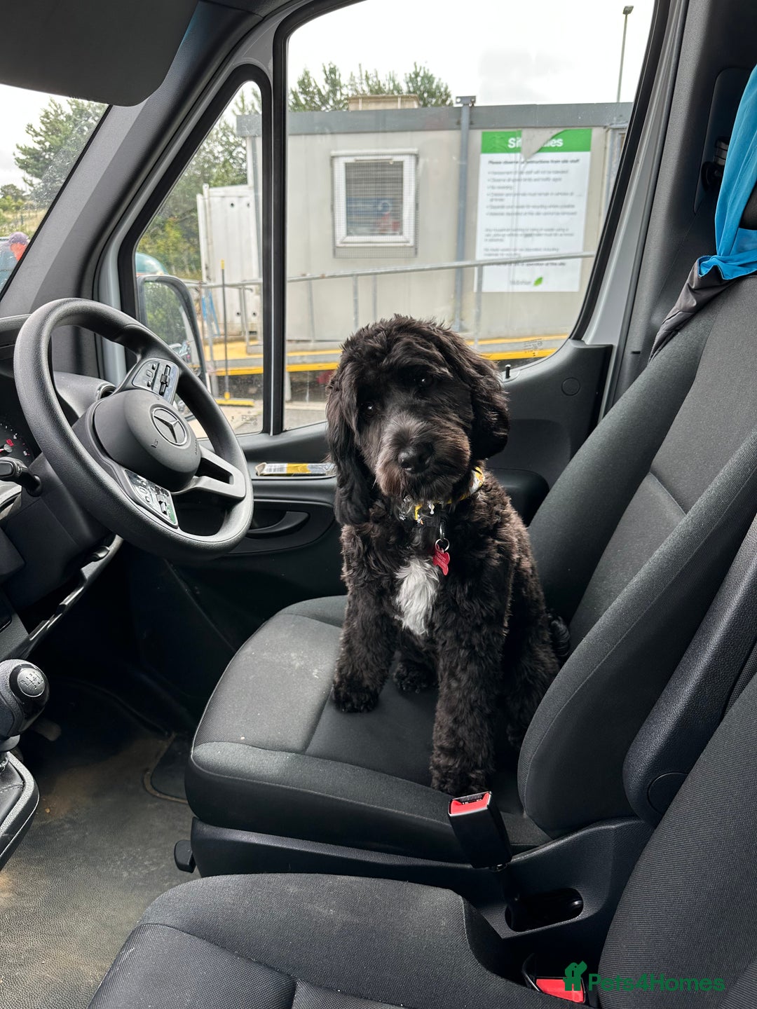 Cockapoo dogs for sale: Rio - 9 months old - Image 3