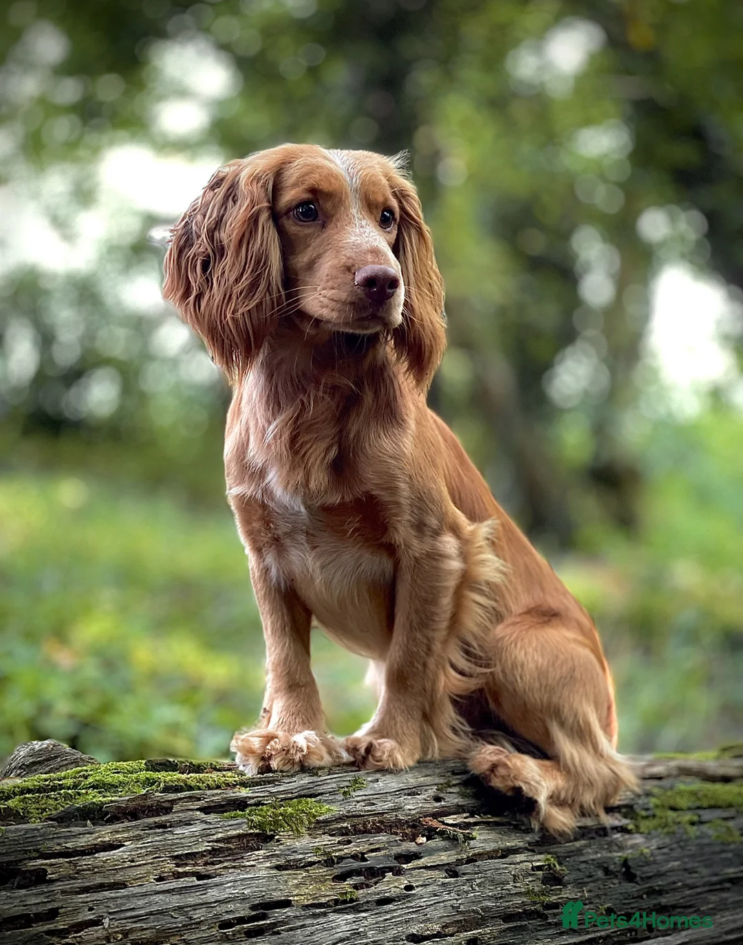 Cocker Spaniel dogs for stud: Golden cocker stud in Crediton - Advert 3