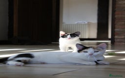 British Shorthair cats for sale: 2 Bundles of Joy!! Ready now!! - Image 15