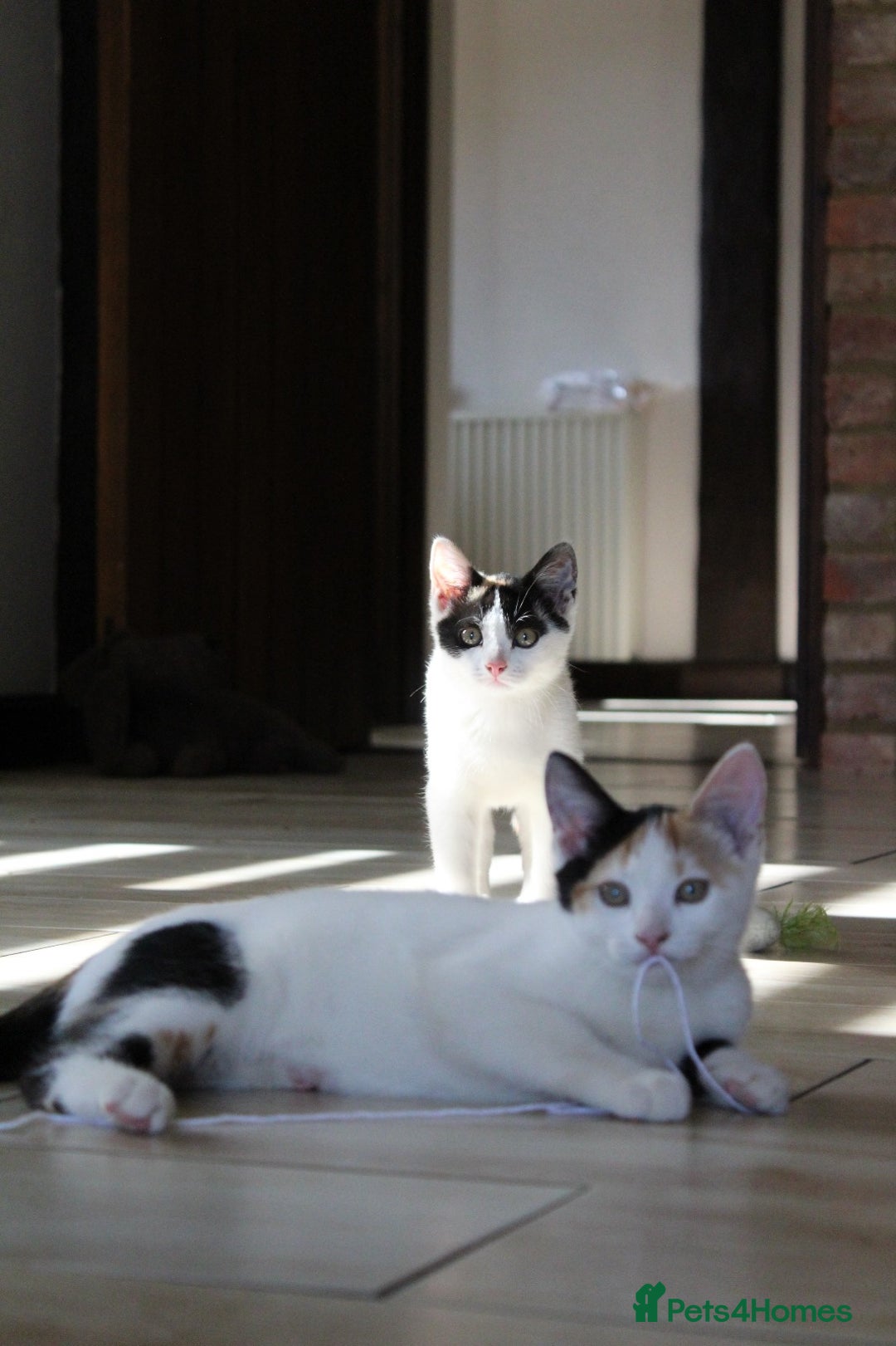 British Shorthair cats for sale: 2 Bundles of Joy!! Ready now!! - Image 15