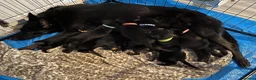 Mixed Breed dogs for sale:  **Only 8 left** Belgian Malinois x Dobermann pups - Advert 24