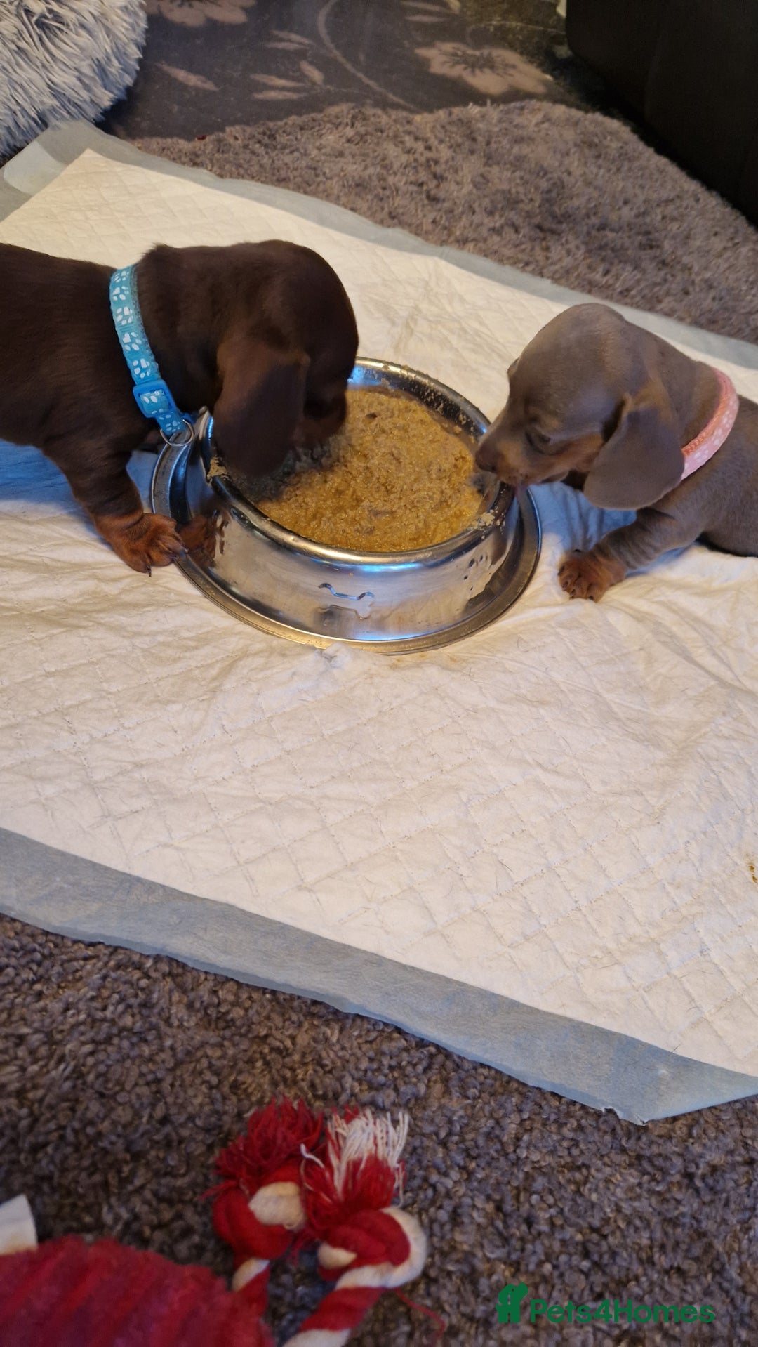 Miniature Dachshund dogs for sale: 1 beautiful kc puppy left ready 25/12/25 - Advert 21