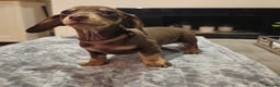 Miniature Dachshund dogs for sale: Chocolate & Tan KC Miniature Dachshund Puppies - Advert 34