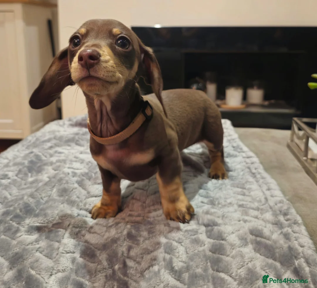 Miniature Dachshund dogs for sale: Chocolate & Tan KC Miniature Dachshund Puppies - Advert 37