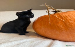 Mixed Breed cats for sale: Siberian x British Shorthair Kittens 💞 - Image 32