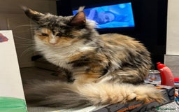 Maine Coon cats for sale: Gorgeous TICA female Maine coon - Image 5