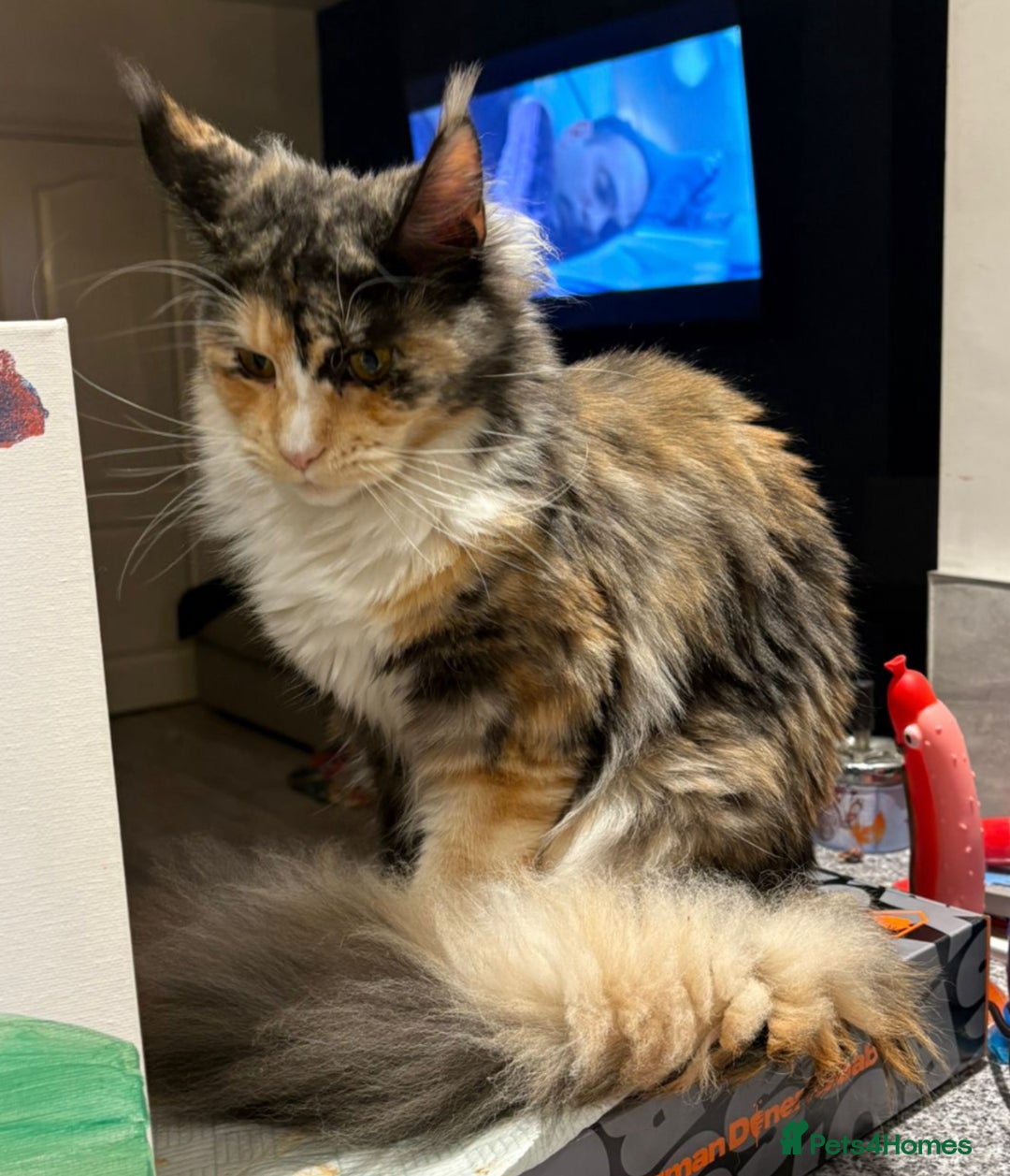 Maine Coon cats for sale: Gorgeous TICA female Maine coon - Image 5