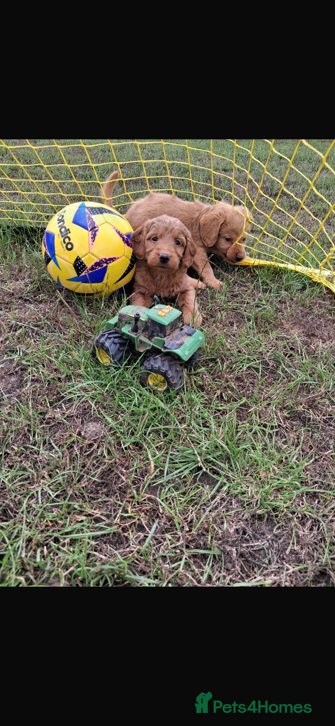 Mini Goldendoodle dogs for sale: F1 Goldendoodle puppies  - Image 10