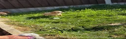 Cocker Spaniel dogs for sale: Cocker spaniel puppies  in Maldon - Advert 7