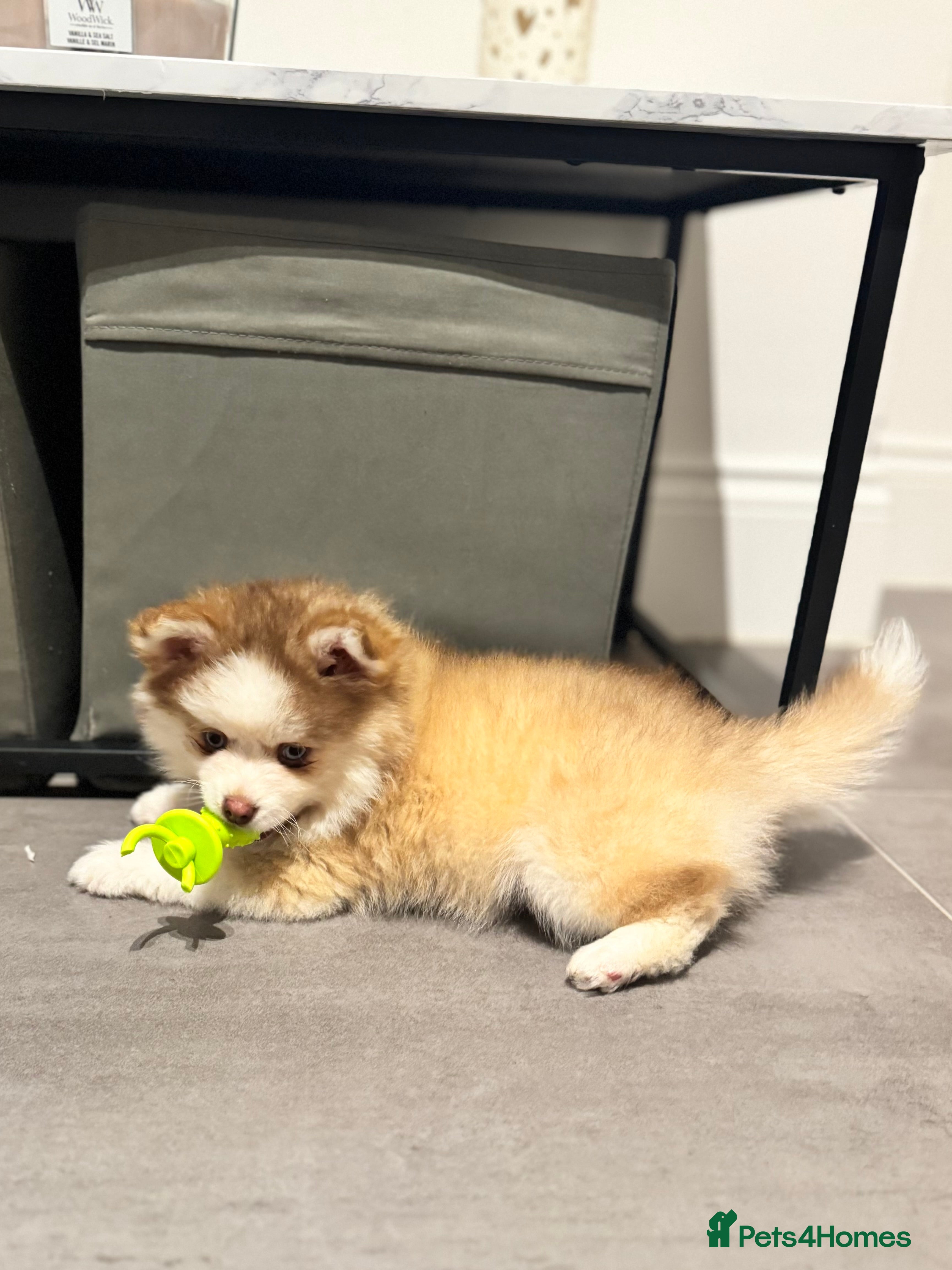 Pomsky dogs Lilac sired F2 masked Pomsky blue eyes  - Advert 18