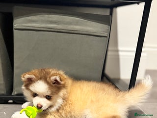 Pomsky dogs Lilac sired F2 masked Pomsky blue eyes - Advert 18