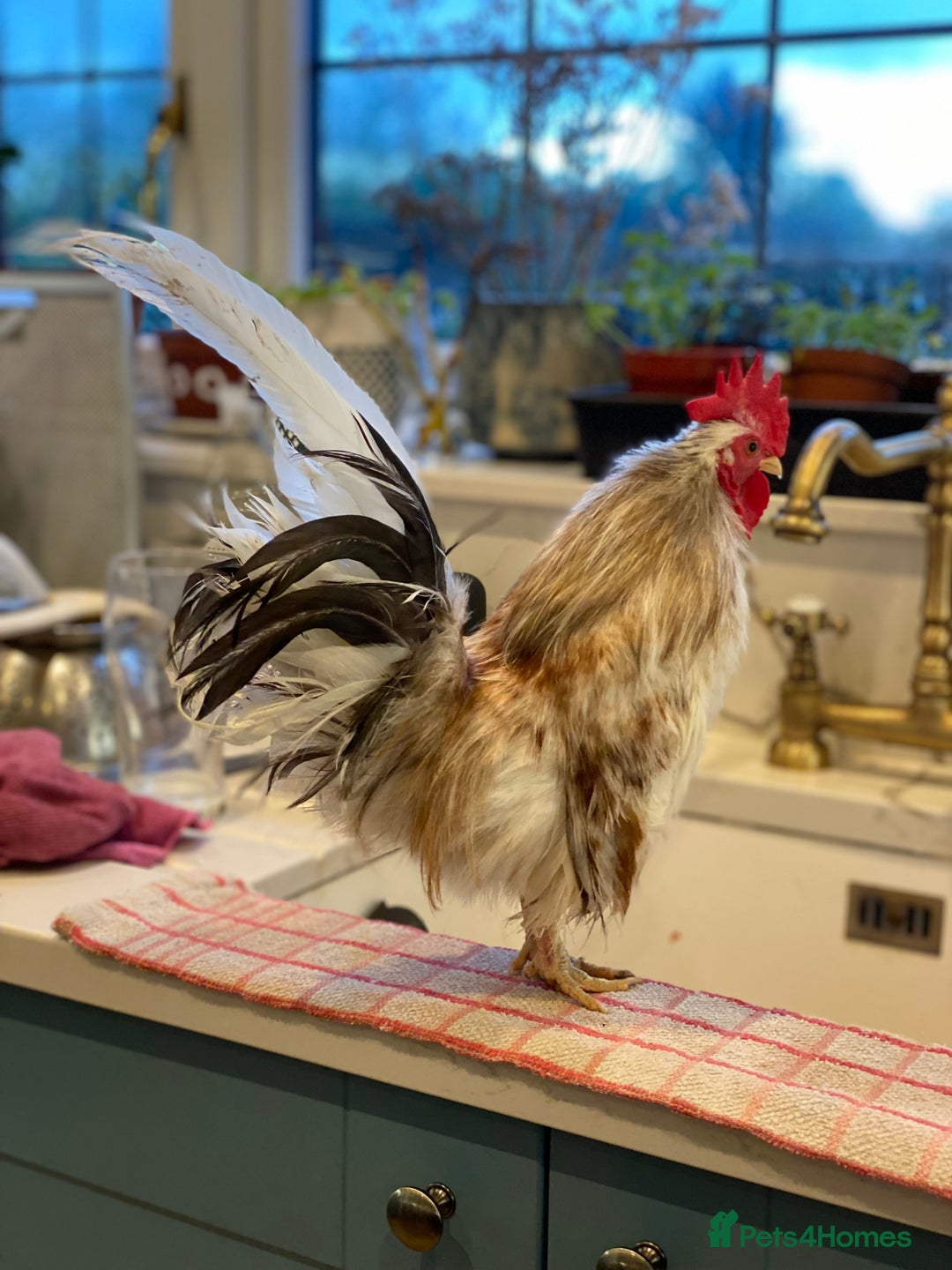 Chickens poultry for sale: Serama x silkie chicks ultra soft, fluffy and tiny - Image 12