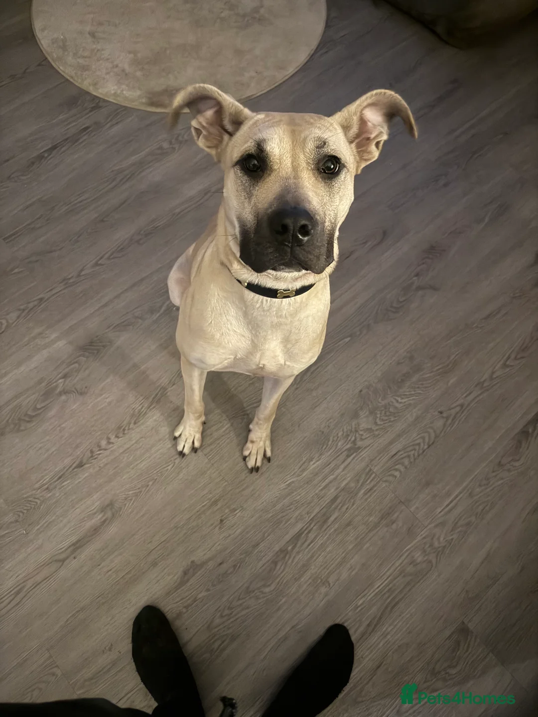 Presa Canario dogs for sale: Female Presa Canario  **   - Advert 3