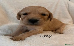 Golden Retriever dogs for sale: Beautiful KC Reg Golden Retriever - Advert 13