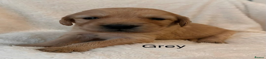 Golden Retriever Grey Girl