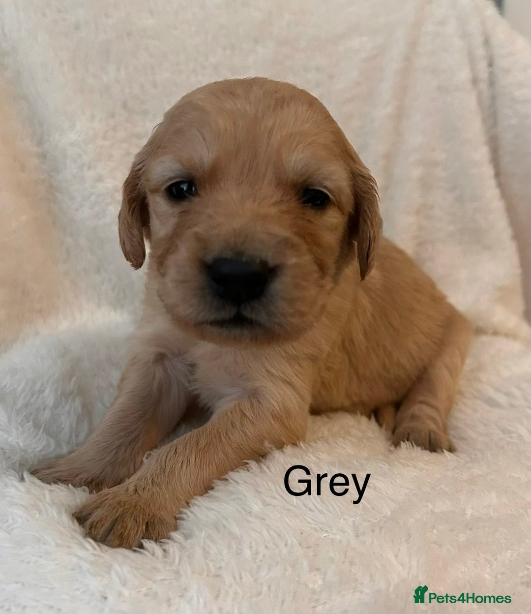 Golden Retriever dogs for sale: Beautiful KC Reg Golden Retriever - Advert 13