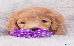 Goldendoodle dogs for sale: Goldendoodles ready in 1 weeks, Beautiful babies. - Image 10