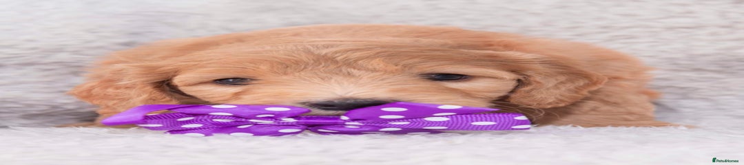 Goldendoodle Purple girl