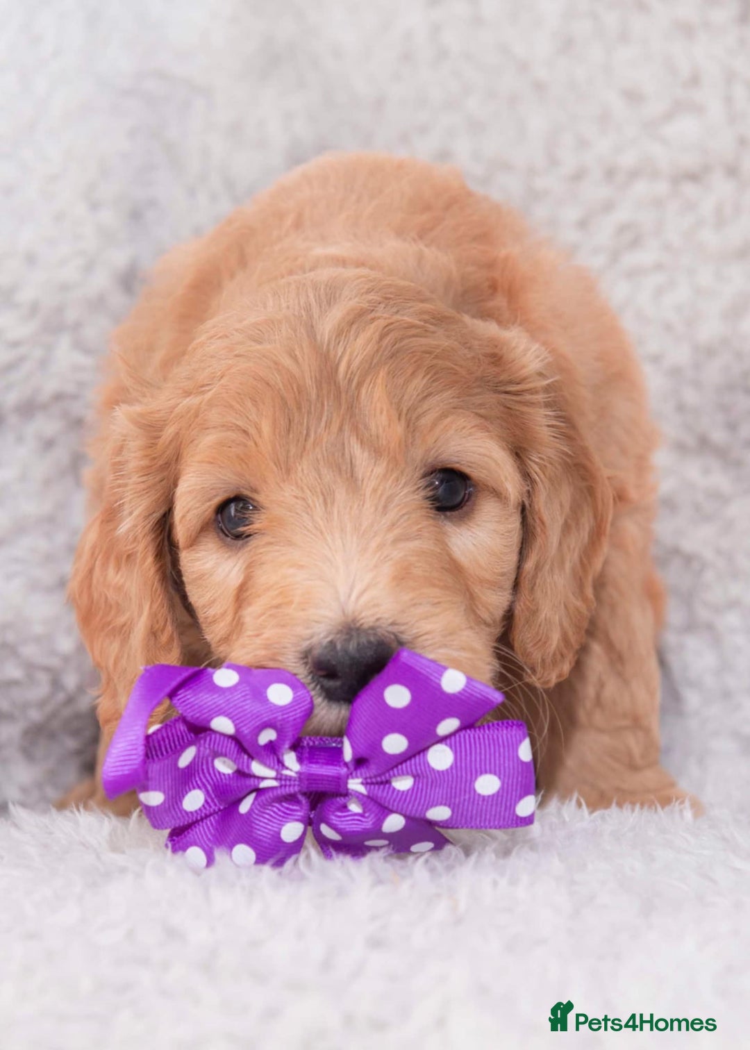 Goldendoodle dogs for sale: Goldendoodles ready in 1 weeks, Beautiful babies. - Image 10