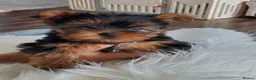 Yorkshire Terrier dogs for sale: Friendly Yorkshire Terrier puppies in Plymouth - Advert 3
