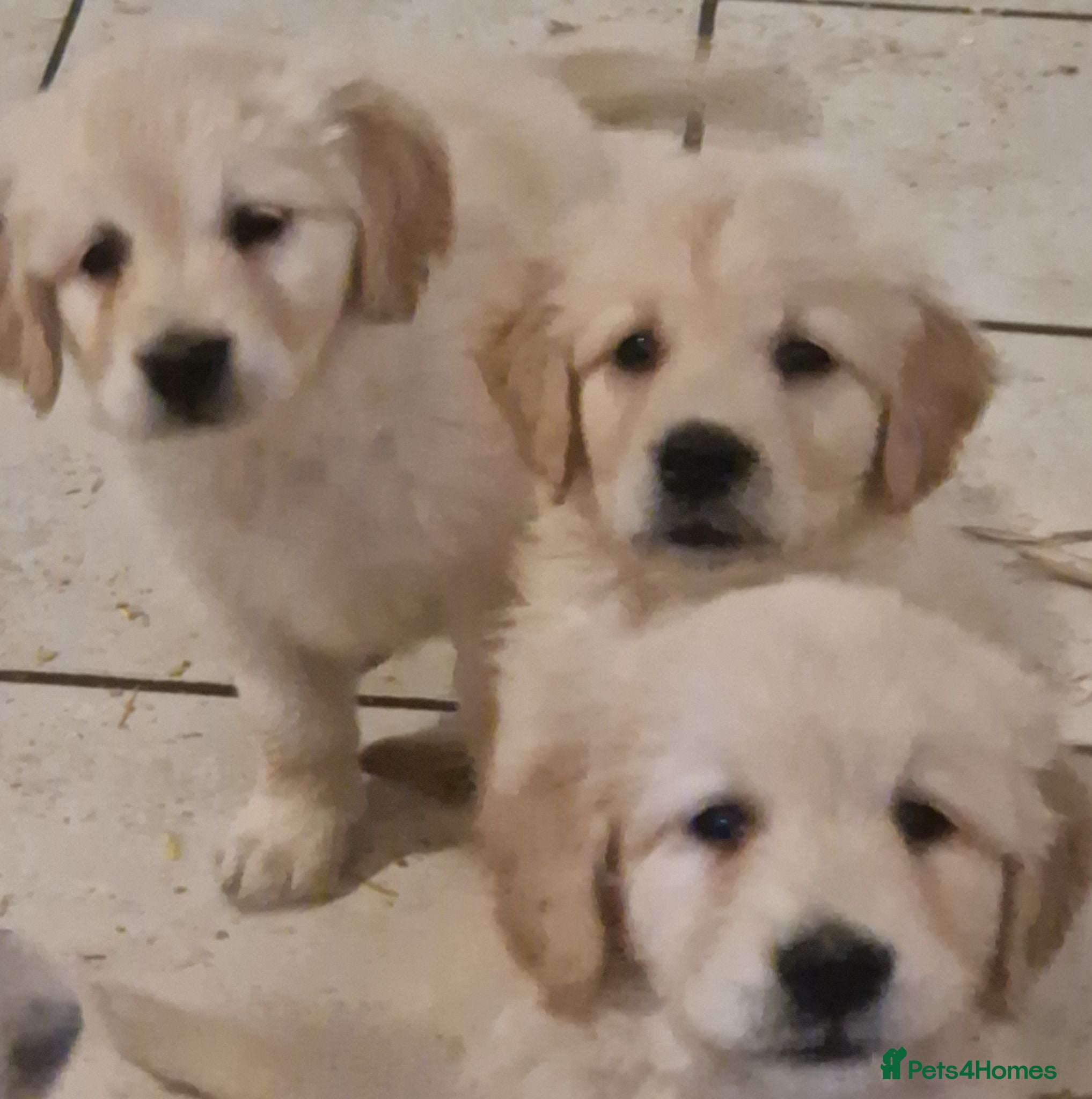Golden Retriever dogs Stunning golden Girls - Advert 1