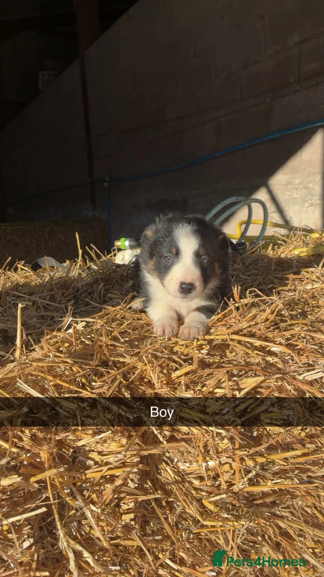 Border Collie dogs for sale: Border Collie Pups For Sale 🏡  - Advert 3