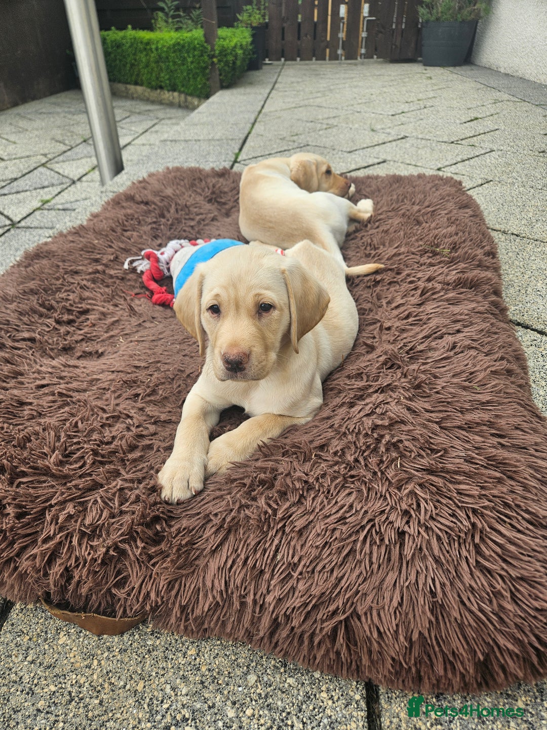 Labrador Retriever dogs for sale: KC Labrador black & yellow pups in Cumnock - Image 7