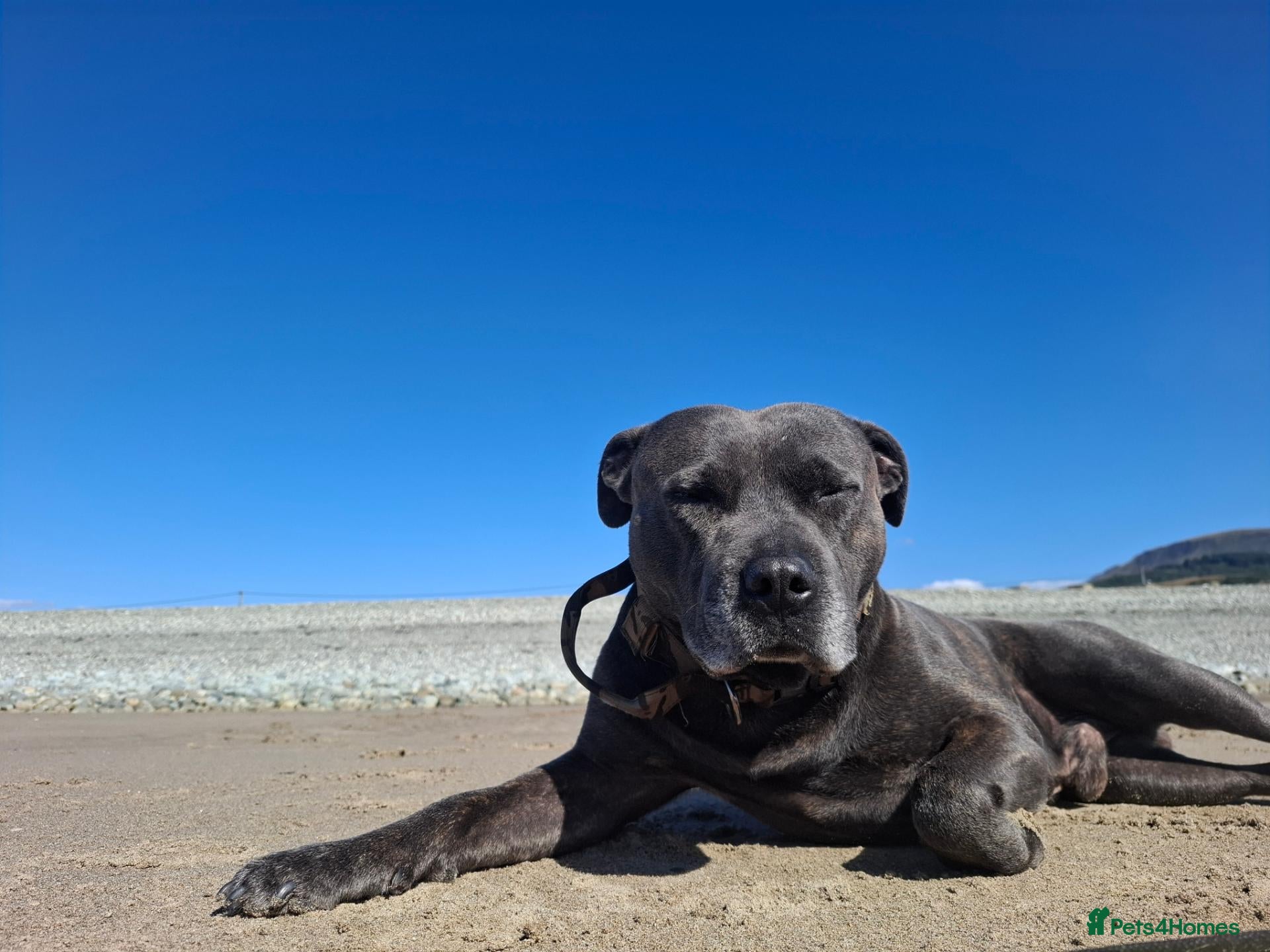 Staffordshire Bull Terrier dogs Blue/brindle  - Advert 2