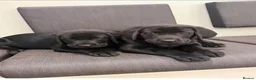 Labrador Retriever dogs for sale: Labrador Puppies - Advert 7