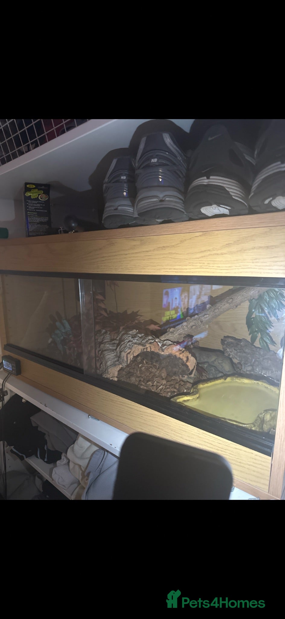 Corn Snake reptiles Beautiful Caramel Corn Snake & Full 3ft Setup - Advert 2