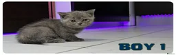 Scottish Fold cats for sale: Beautiful Scottish Fold,British & Munchkin Kittens - Advert 19