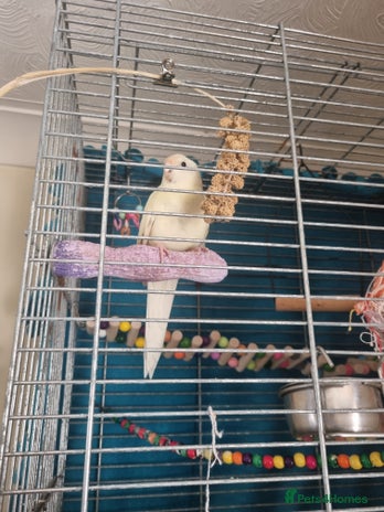 Parakeets birds in Corby - Advert 15