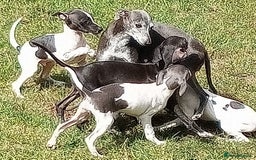 Italian Greyhound dogs for sale: Italian greyhound  - Image 8