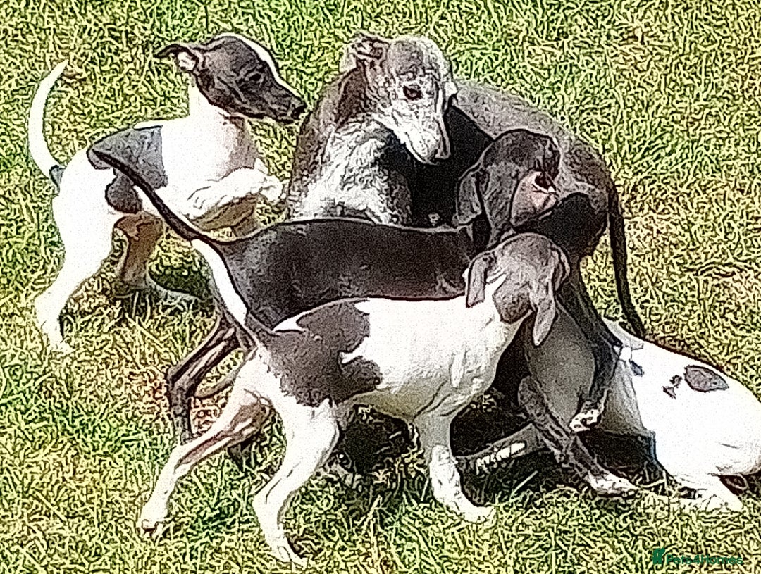 Italian Greyhound dogs for sale: Italian greyhound  - Image 8