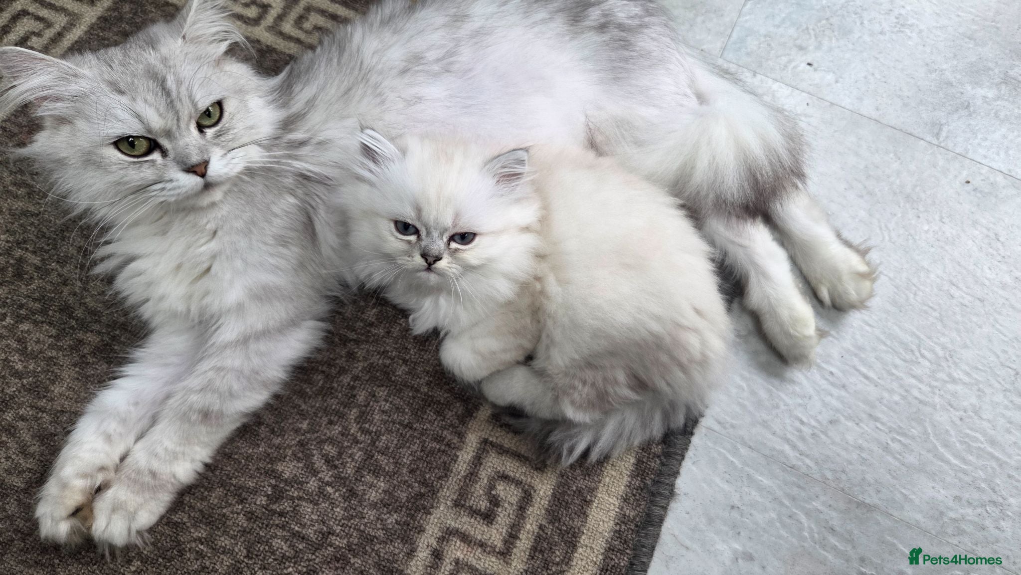 Persian cats FEMALE Persian chinchilla  - Advert 1