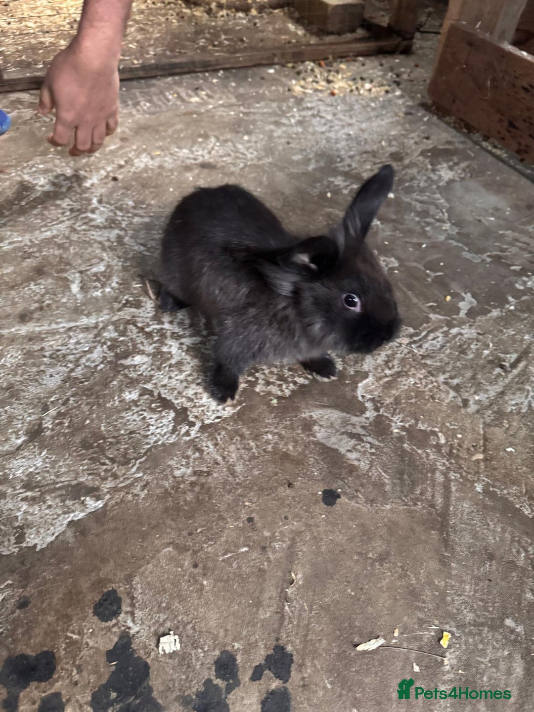 Continental Giant rabbits for sale: Continental Giant Rabbits - Advert 4