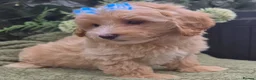 Maltipoo dogs for sale: Quality Toy Maltipoos Japan & USA CHAMPION lines  - Advert 7
