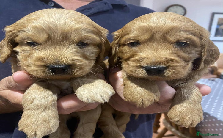 Cockapoo dogs - Advert 7