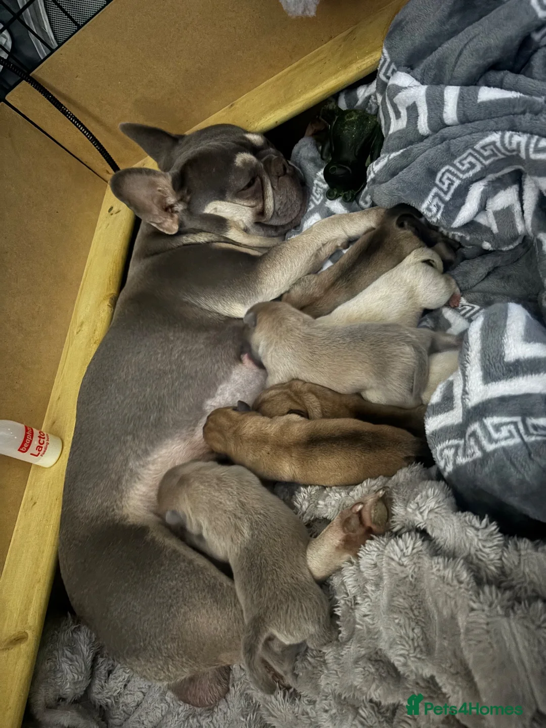 Mixed Breed dogs for sale: Beautiful frenchie chows - Advert 2