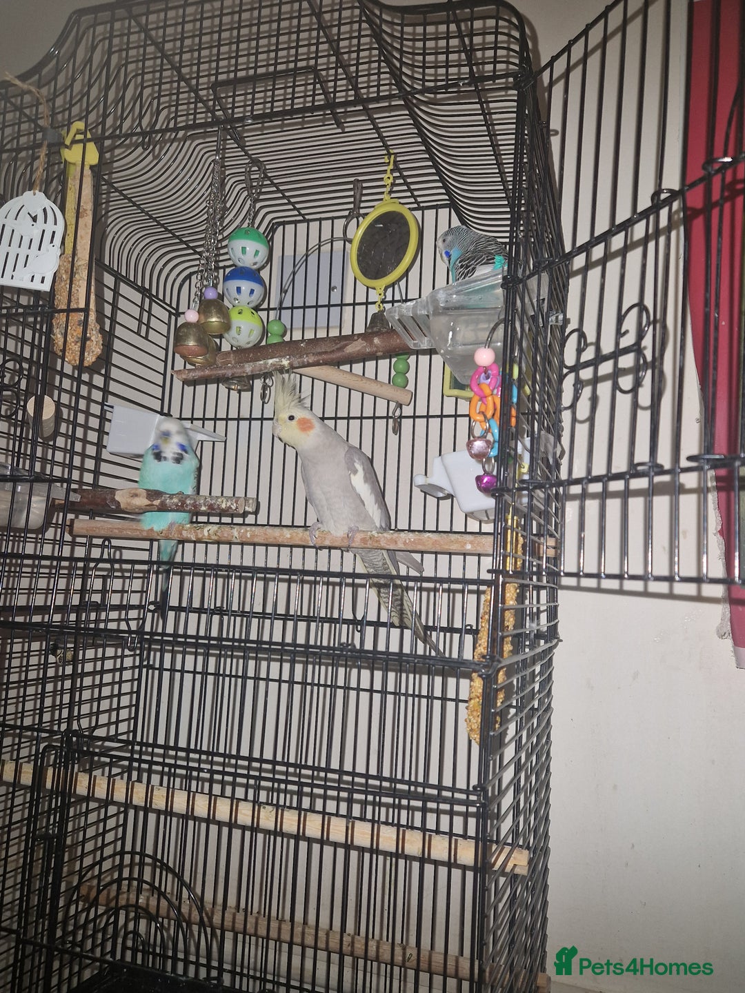 Cockatiels birds for sale: Beautiful cinnamon female cockatiel  - Advert 9