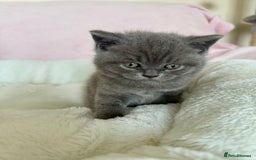 British Shorthair cats for sale: British shorthair kitten  - Image 21