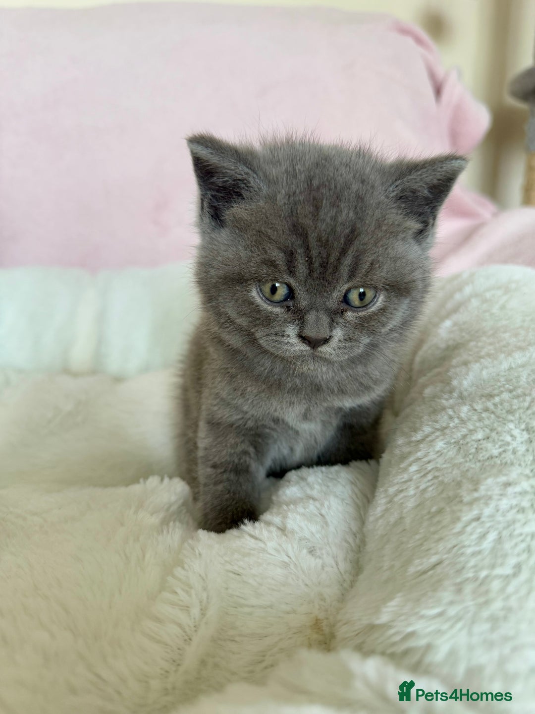 British Shorthair cats for sale: British shorthair kitten  - Image 21