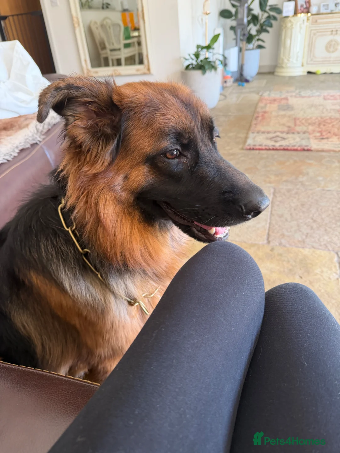 German Shepherd dogs for sale: Roxy, German Shepherd 11 months old - Advert 7