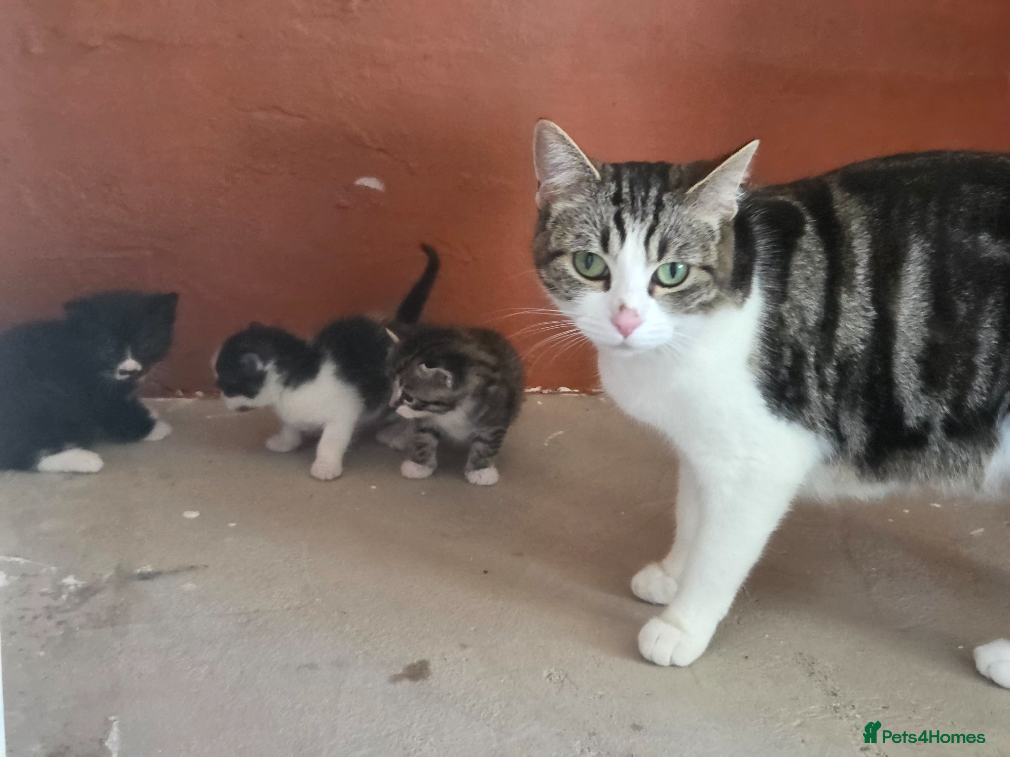 Mixed Breed cats Kittens - Advert 1
